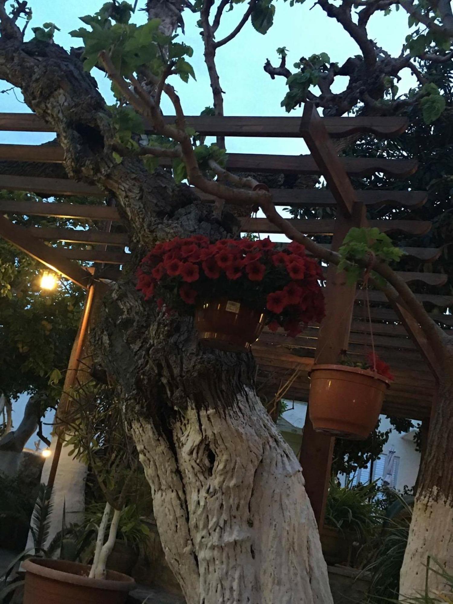 The Bunch Of Grapes Inn Pissouri Esterno foto